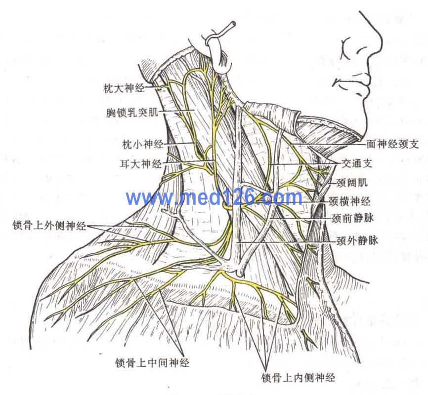 在线 医学图谱 系统解剖学图谱 正文:脊神经彩色图谱 二,颈丛