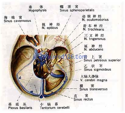 硬脊膜,硬脑膜,硬膜下腔,大脑镰,小脑幕,   二,硬脑膜窦:上矢状窦,下