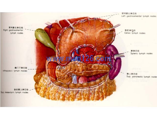 胃解剖学彩色图谱/胃解剖图谱图片