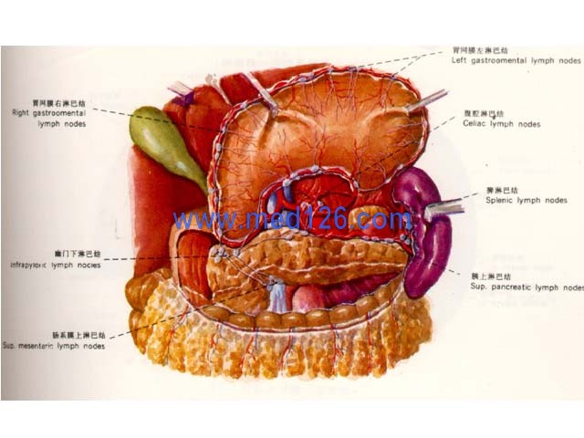 胃解剖图谱图片