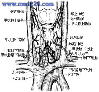 甲状腺在哪个部位图