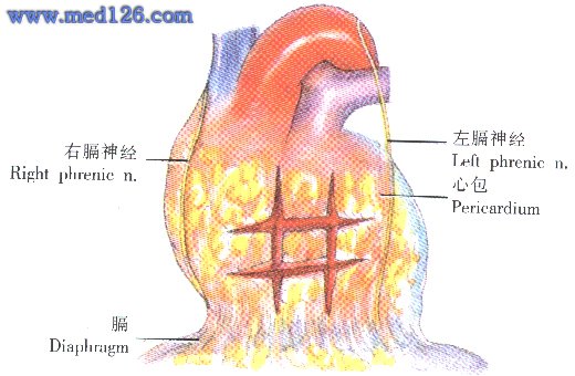 右心室人口_右心室肥大心电图