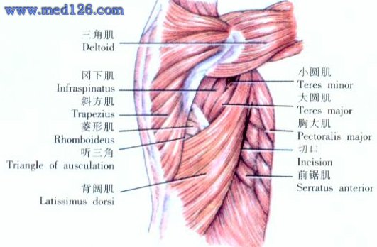 胸部手术切口腋下切口