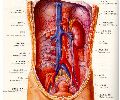 肾解剖学彩色图谱/肾解剖图谱图片