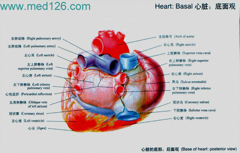 心脏的解剖
