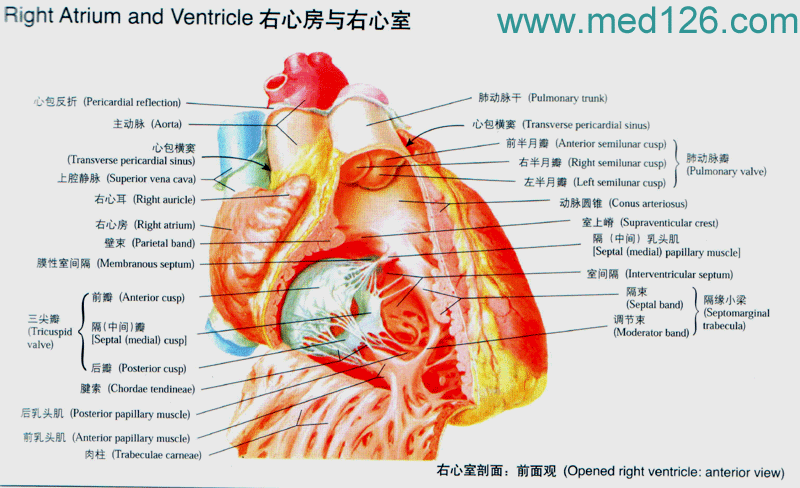 心脏的位置