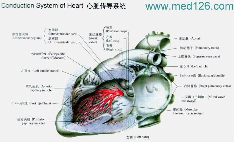 心脏的解剖