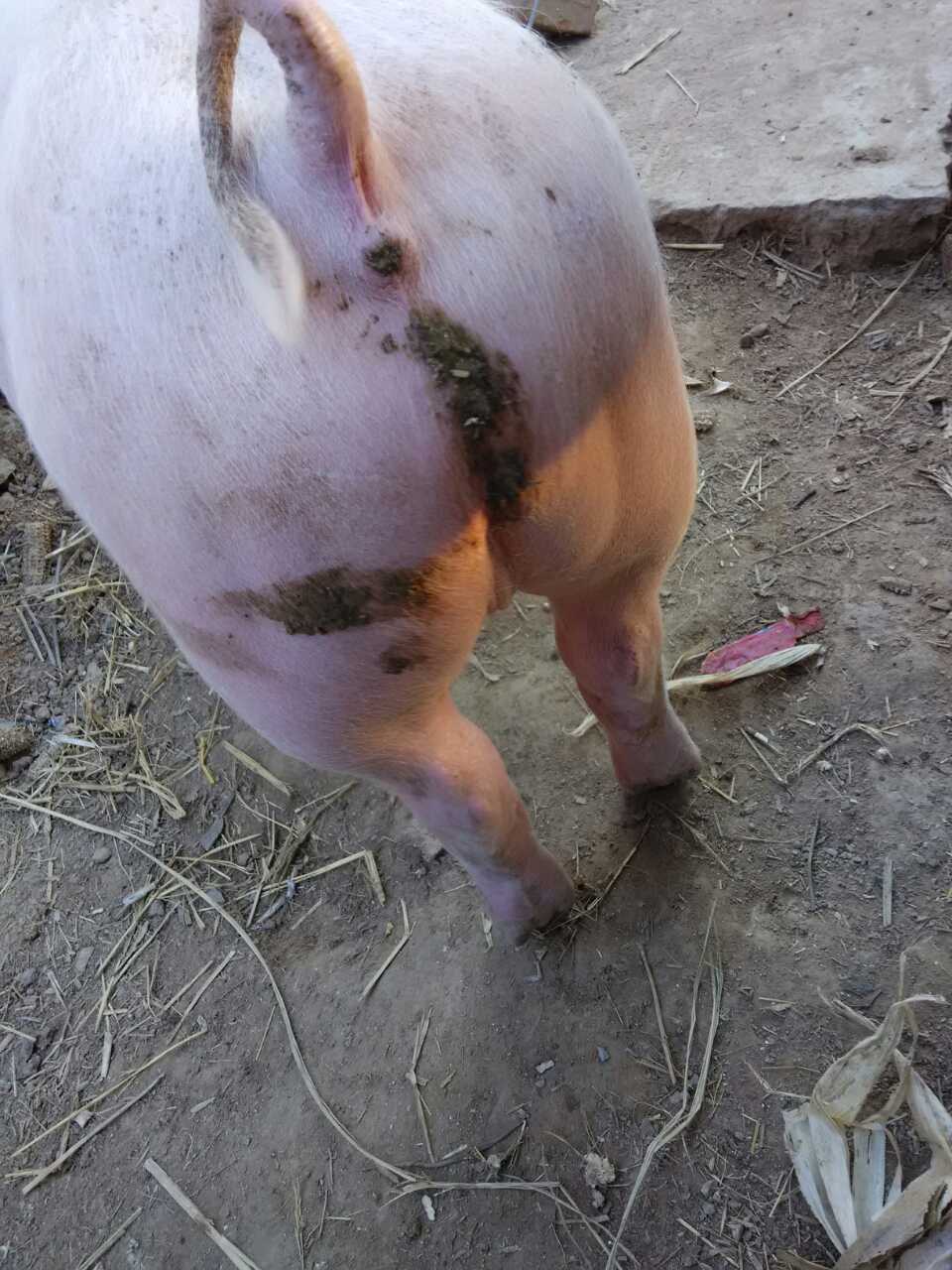 养猪疾病预防:小猪拉稀,不是很稀,但是屁股上我粪!