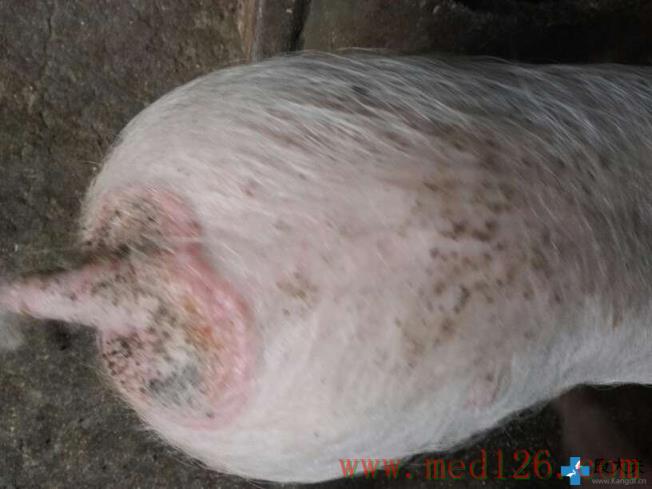 猪病症状治疗:保育猪这个皮肤病是癣吗