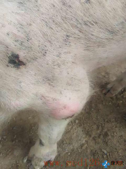 猪病免费问答:育肥猪猪蹄,背部长出核桃大小的脓包