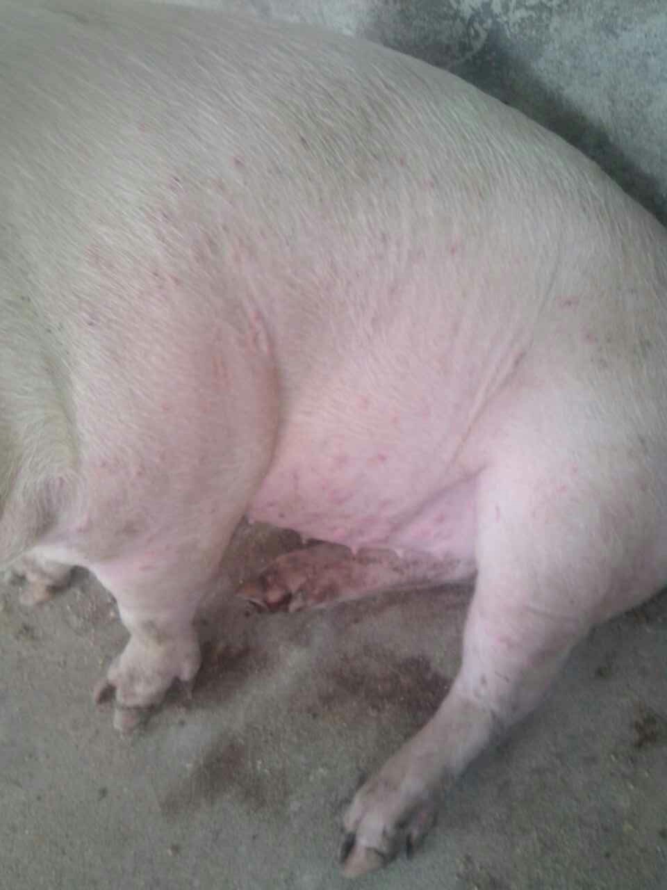 养猪发病治疗:猪的身上长了像蚊虫叮的包一样,表皮看起来发红,是什么