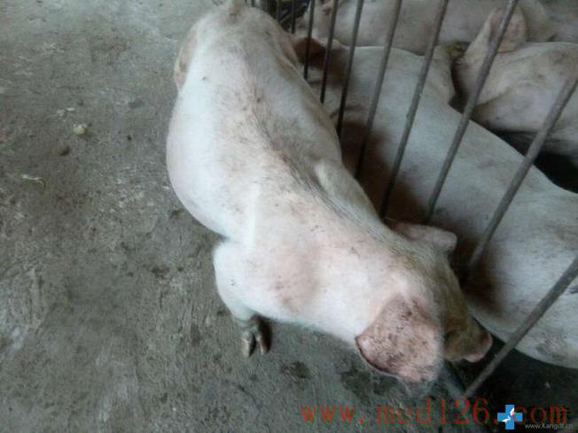 养猪发病治疗:腹腔积水,肚子胀大