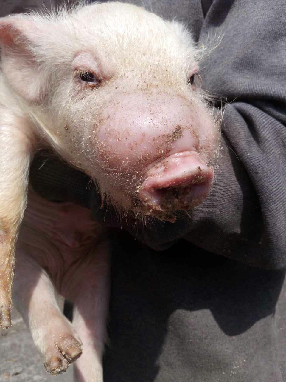 猪病治疗:小猪不到两个月,嘴肿,体温40.8℃