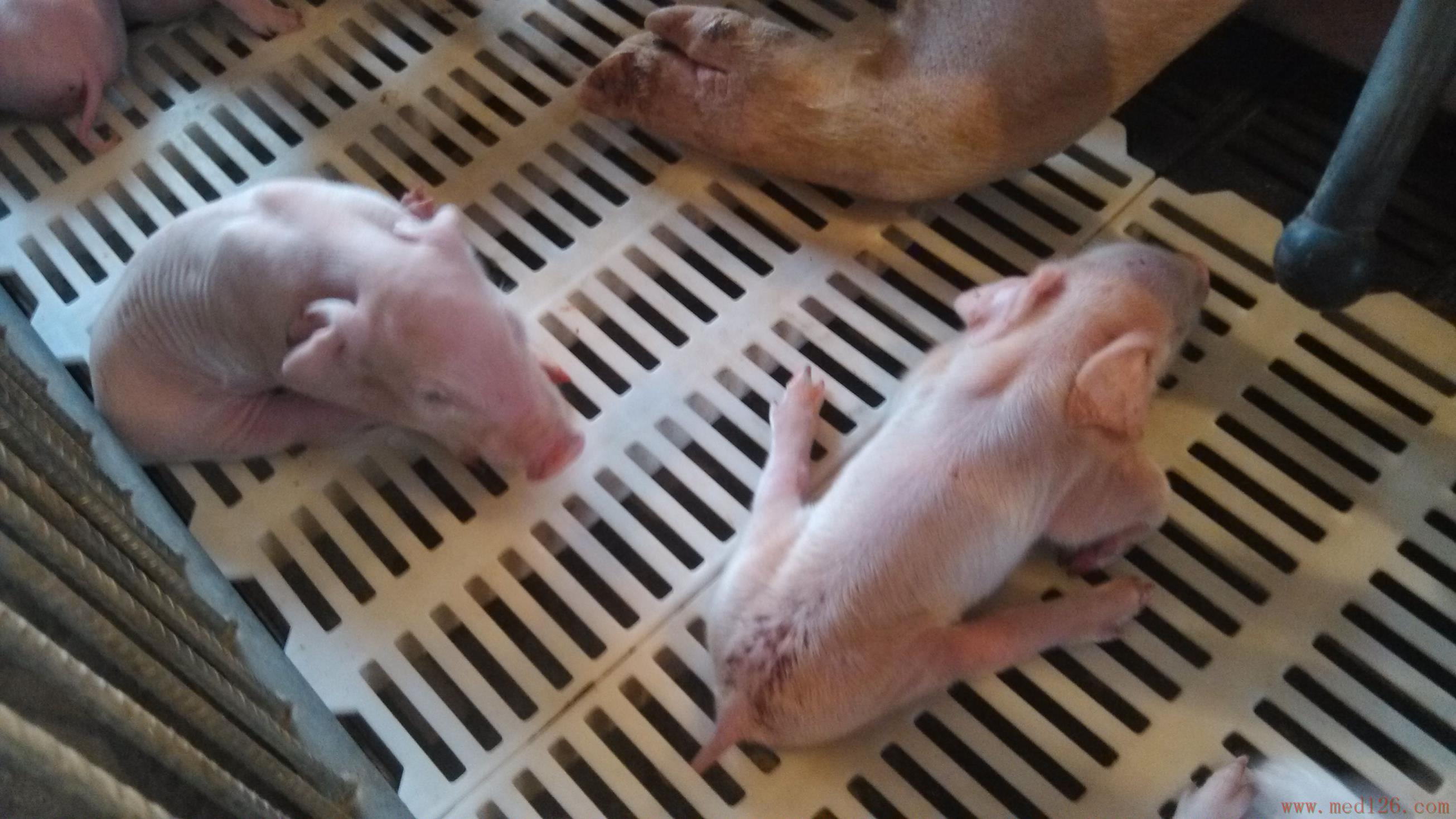 猪病治疗:刚产的仔猪八字腿