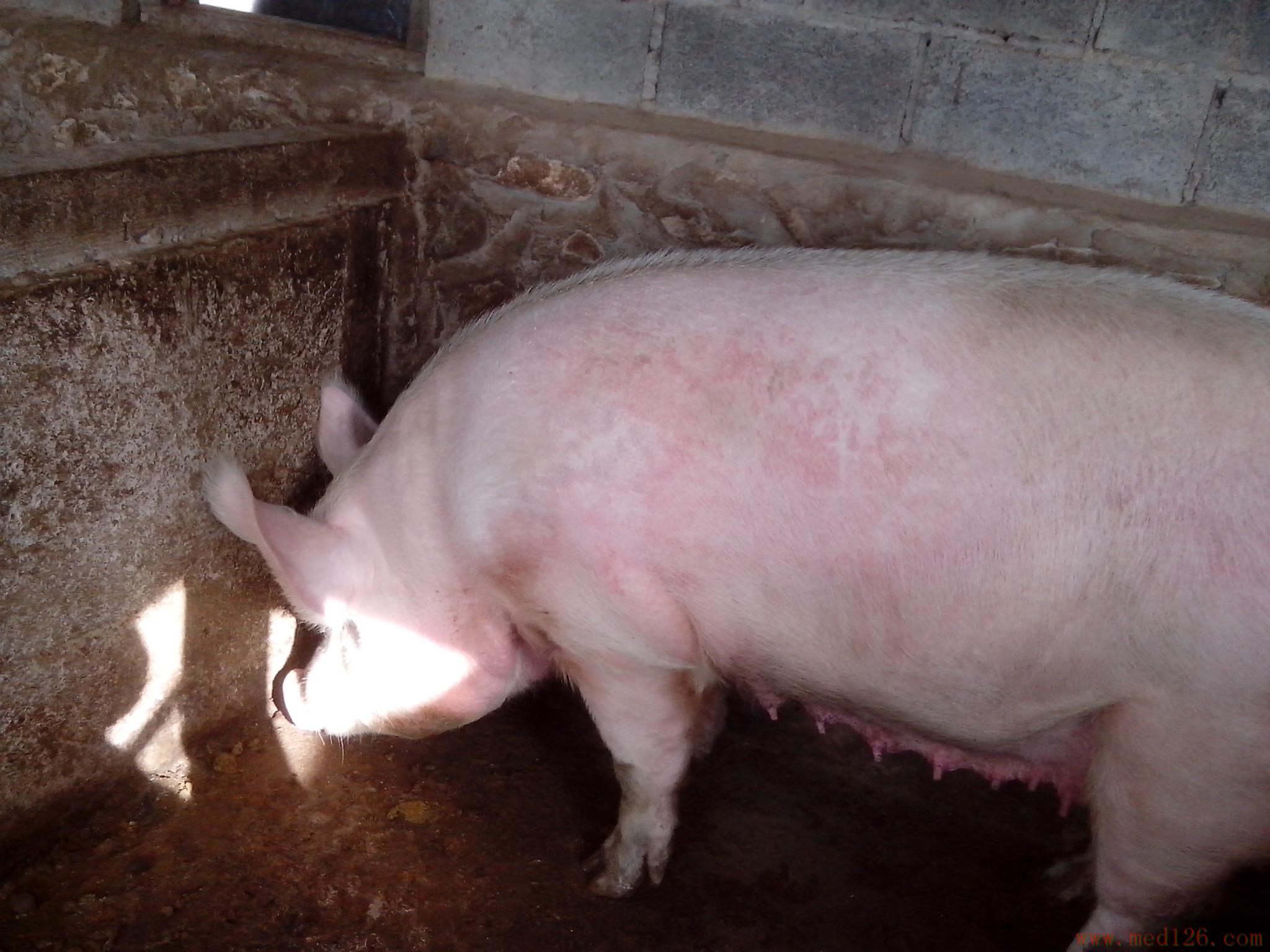 猪病发病阶段:病猪图组3,母猪身上起红斑