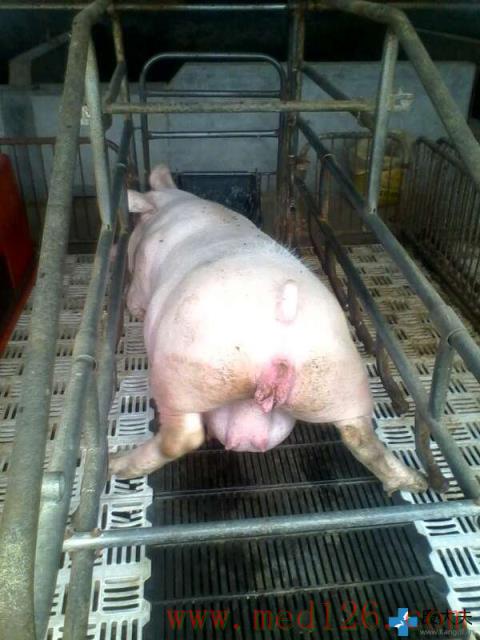 猪病咨询:母猪产子不能分娩,难产的样子