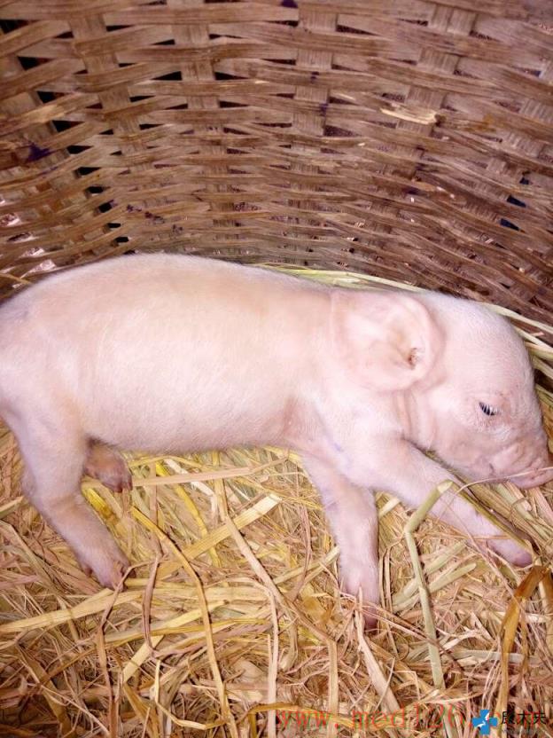 养猪疾病问答:出生5天小猪呕吐肚胀