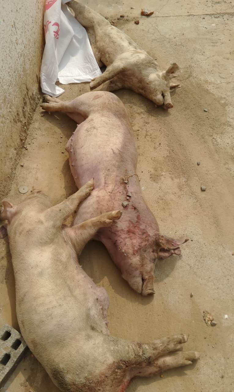 猪病体温:保育猪急性死亡,死亡前没有任何症状
