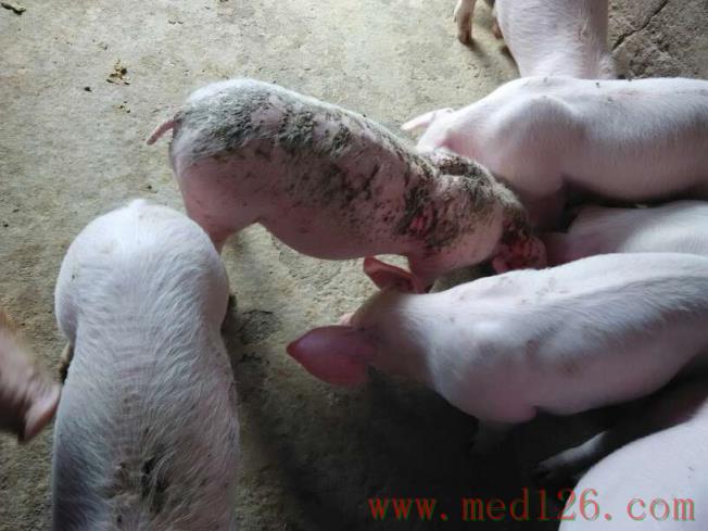 猪病用药情况:猪的背部耳后都有大面积癞疤,个别有弓背的,采食什么的