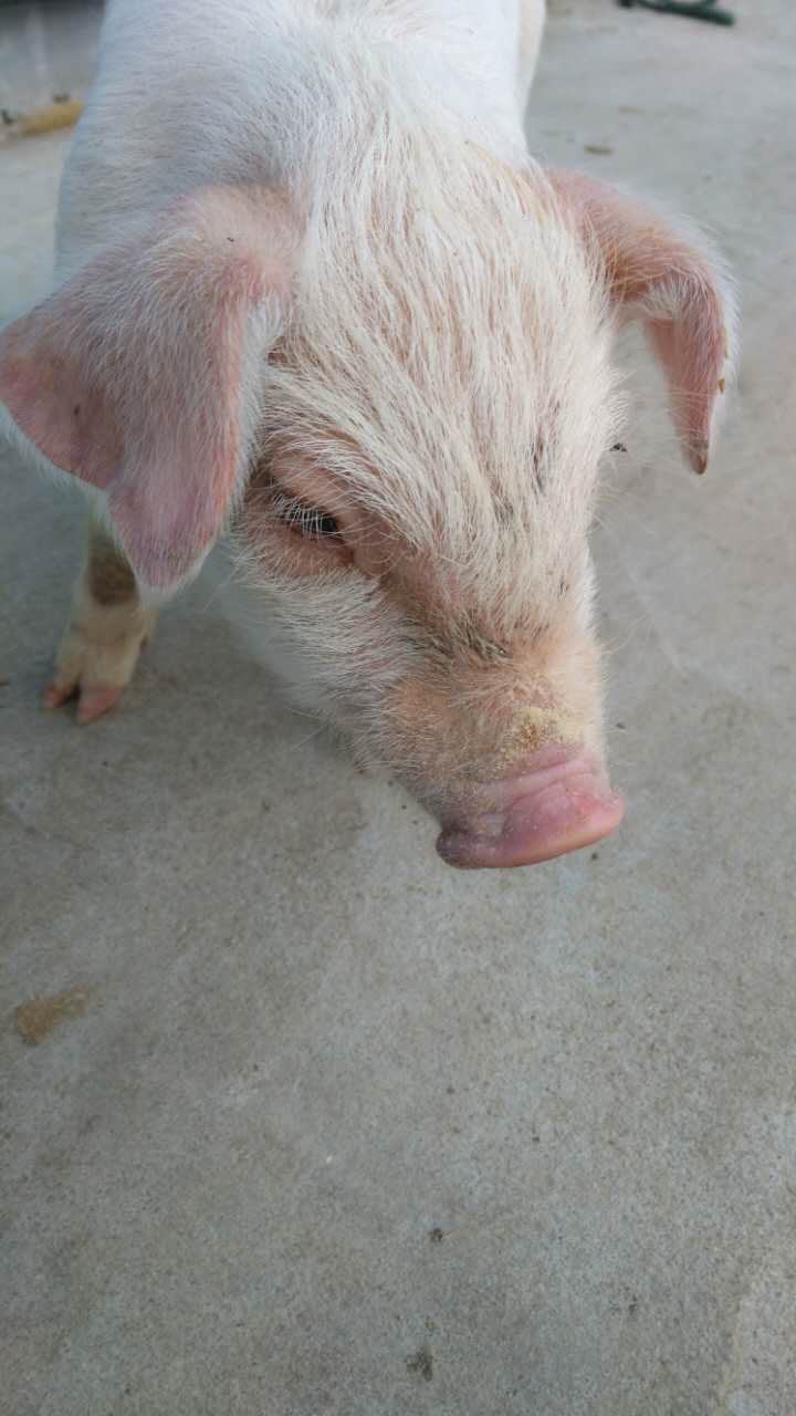 猪病症状治疗:一月龄小猪,被毛粗乱,消瘦耳朵略发红是什么病?