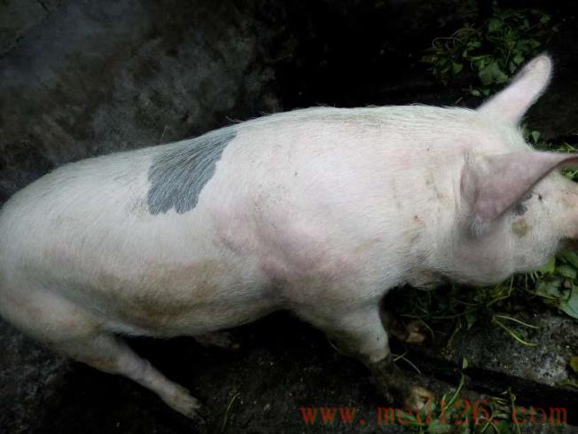 猪病治疗:猪身上起红斑