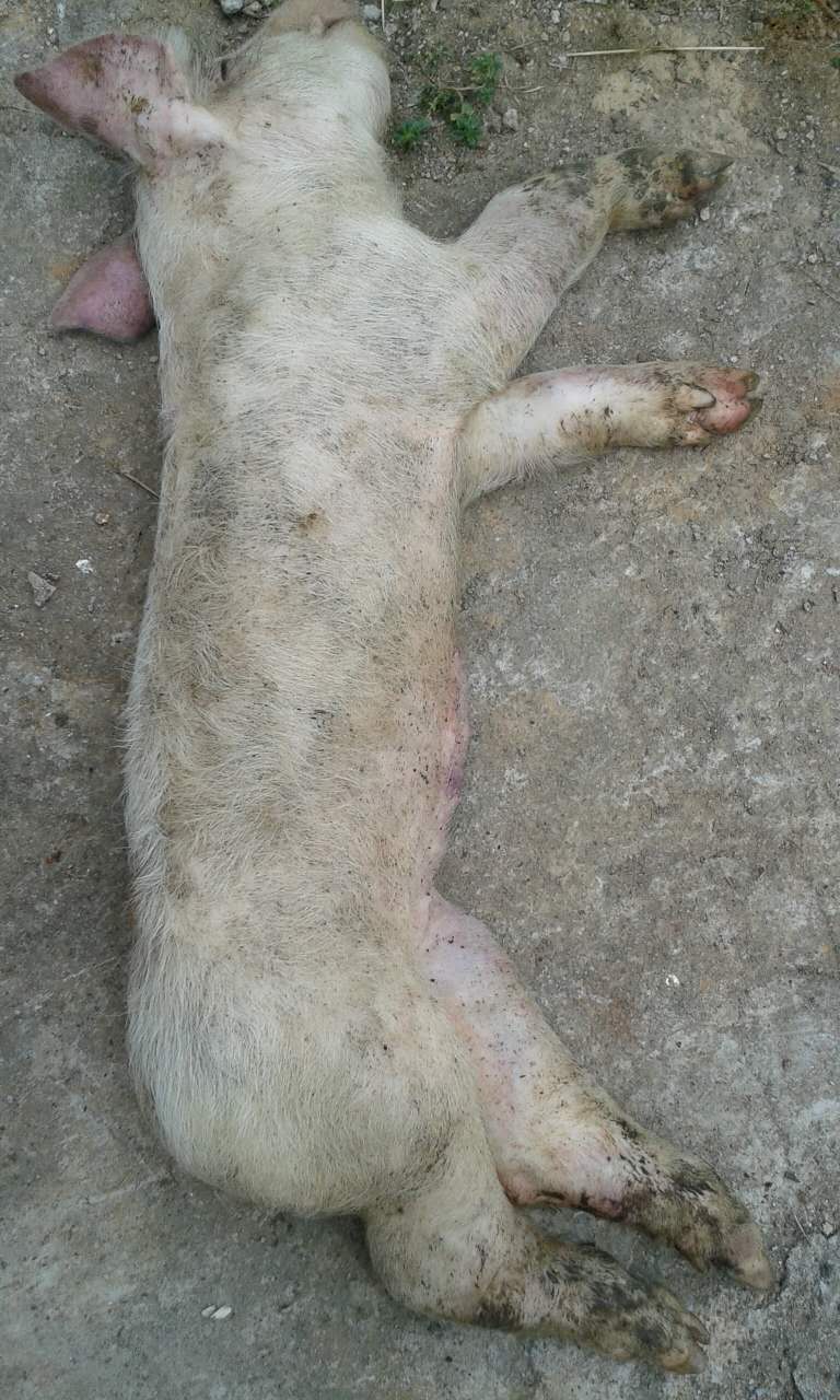 养猪发病治疗:小猪脚肿大,肚子收缩大,眼睛浮肿