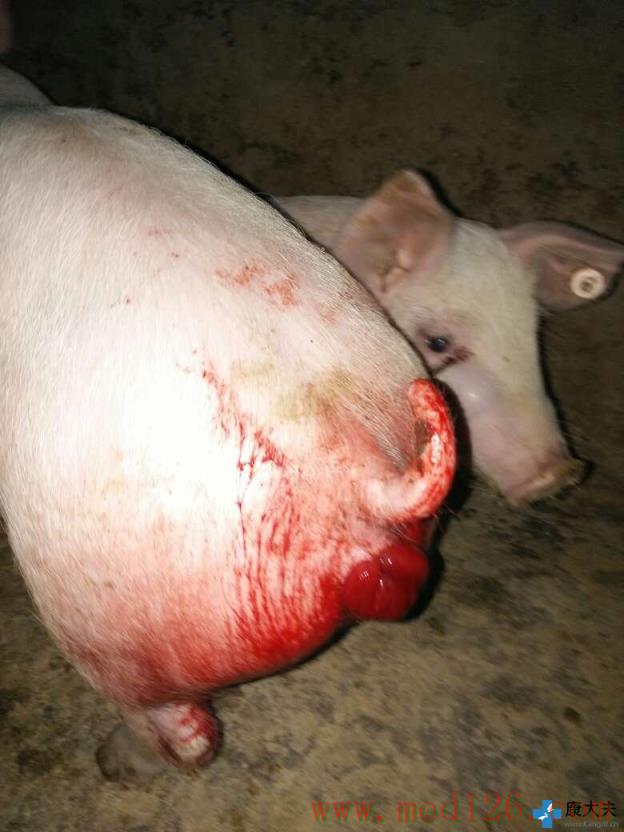 养猪疾病免费问答:保育猪昨天做的口蹄疫今早出现这种现象单纯的脱肛