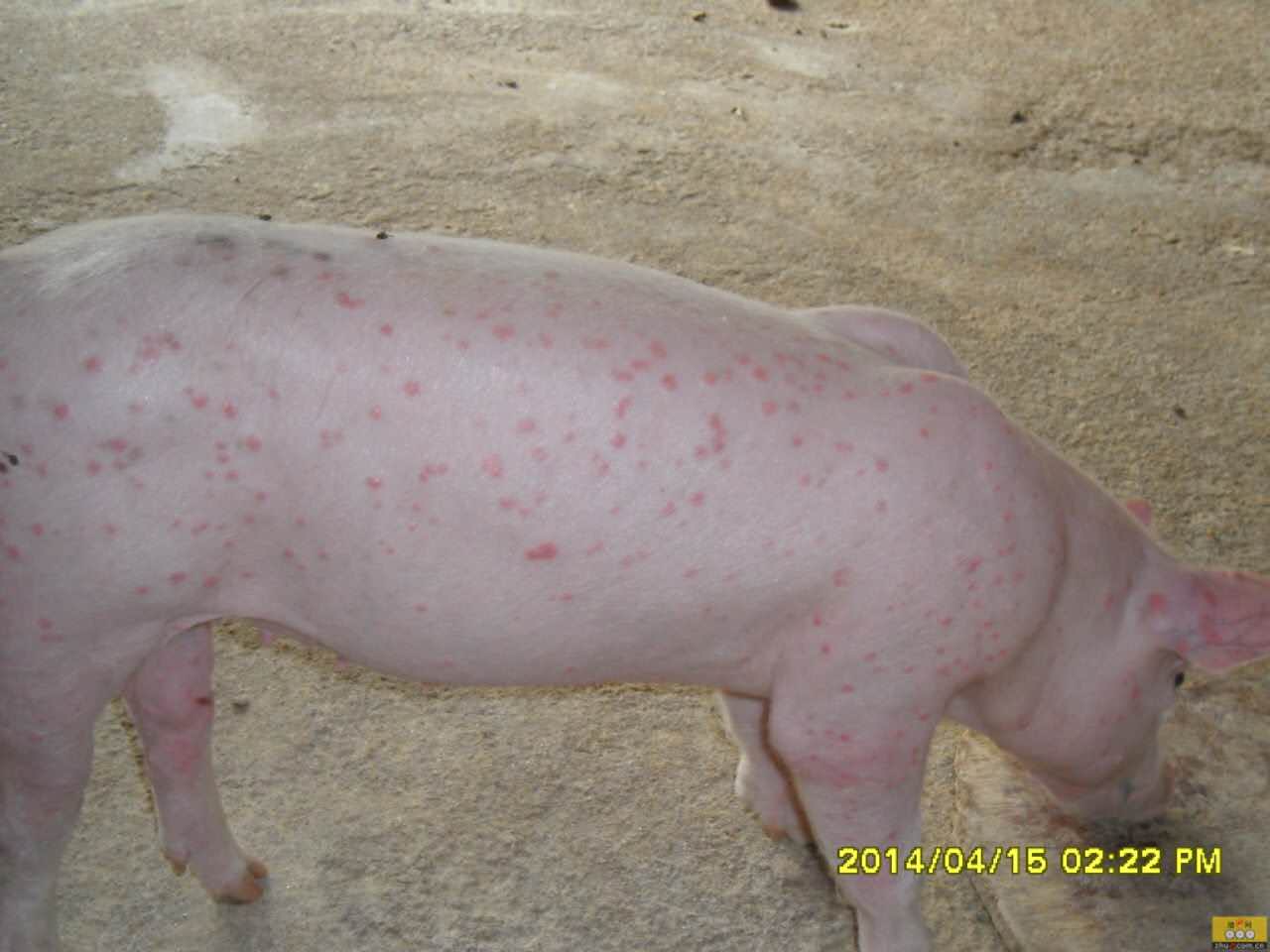 猪病问诊:猪皮肤病,瘙痒,母猪和保育猪发病,体温正常,采食正常