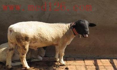 羊病预防杜泊羊疾病识别和预防的简易方法