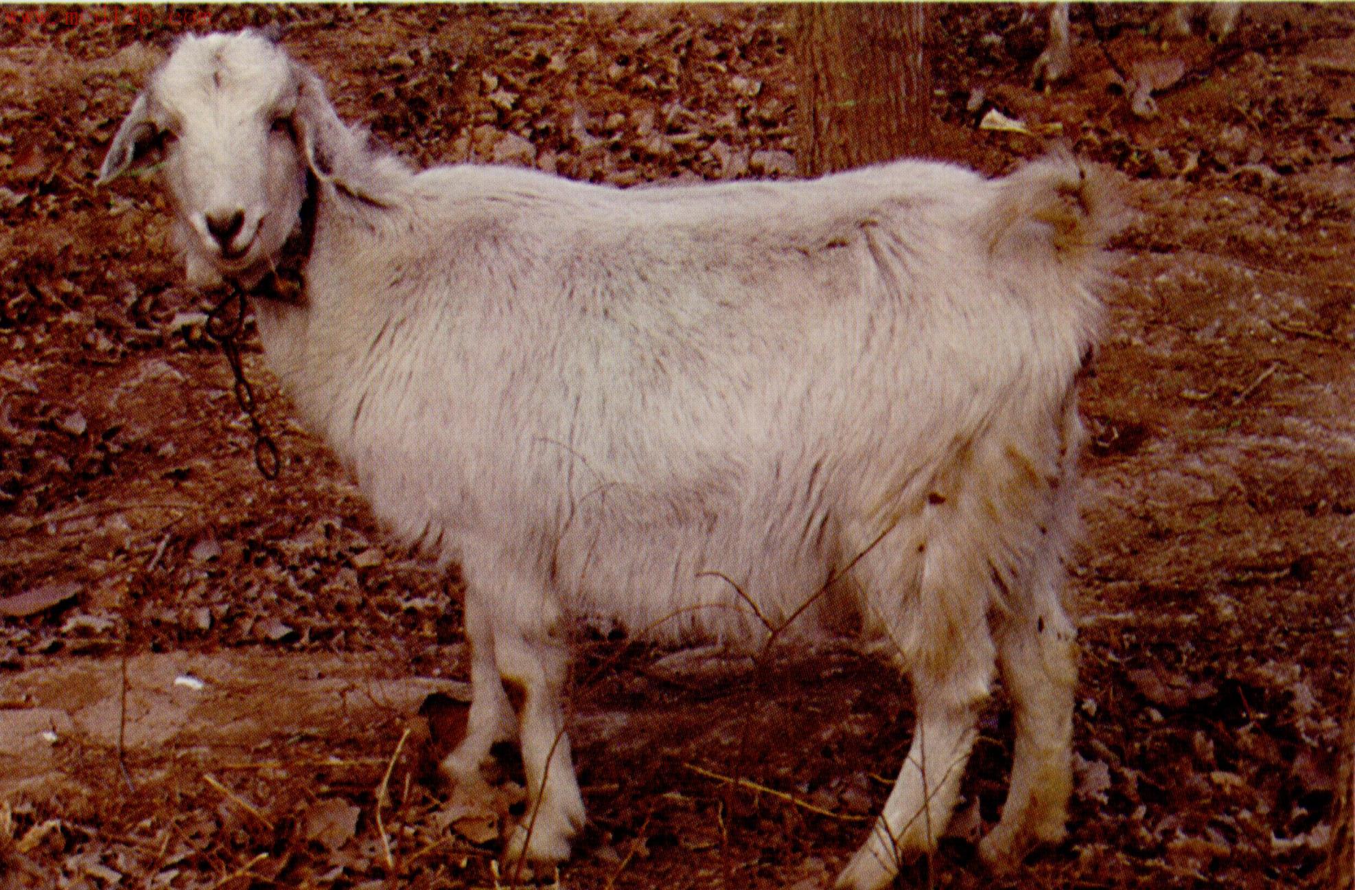 全国家养动物品种信息标准化:鲁北白山羊品种简介