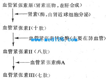 血浆中的肾素底物,即血管紧张素原,在肾素的作用下水解,产生一个十肽